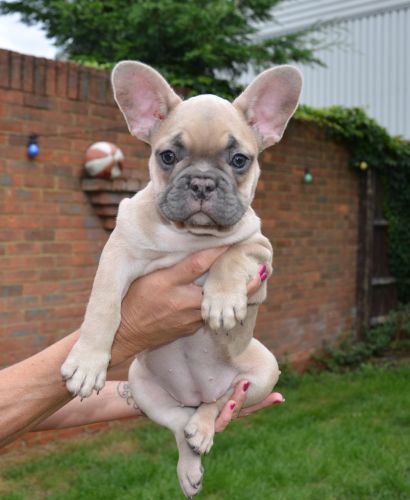 Quality French Bulldog Puppies