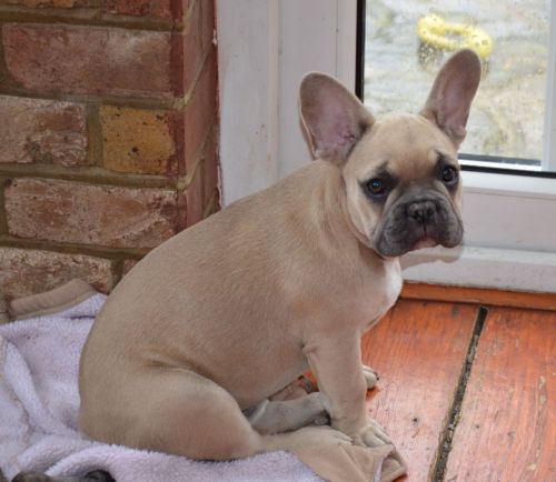 French Bulldog Puppy Girl For Sale.