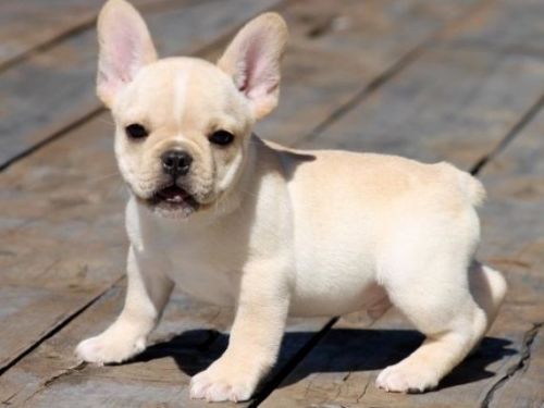 Adorable French Bulldog Puppies for Sale