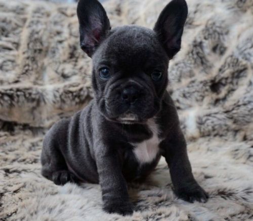 Kc Reg French Bulldog Puppies