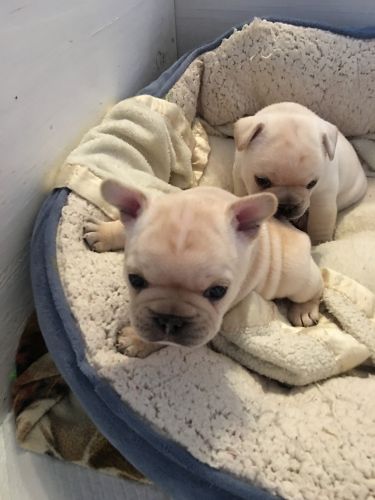 AKC French Bulldog puppies