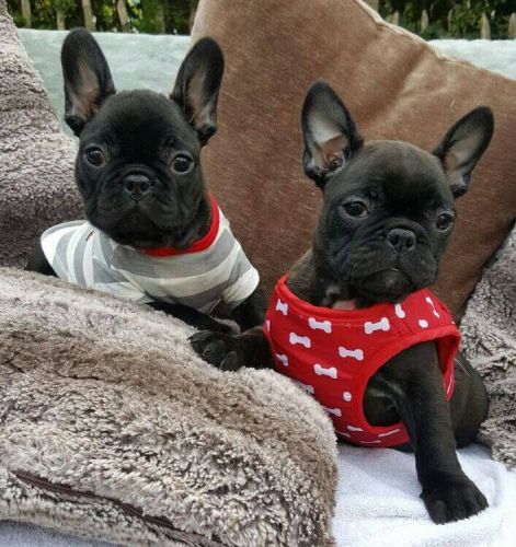 Xmas stunning French Bulldog Puppies For Sale!!! Kc Reg