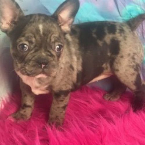 sage french bulldog