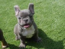 Kc Reg Blue And Blue Fawn French Bulldog Puppies