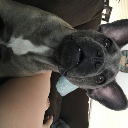 Blue Fawn french bulldog