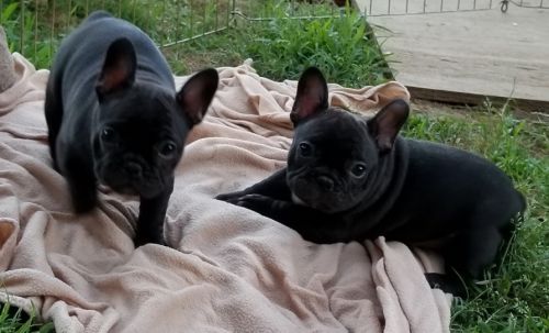 French Bulldog Puppies for sale in Los Angeles, CA, USA. price: NA