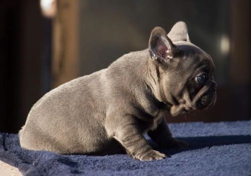 French bulldogs ***
