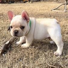 AKC quality French Bulldog Puppy for free adoption!!!