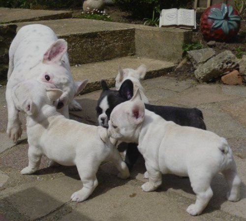 French Bulldog Puppies Ready