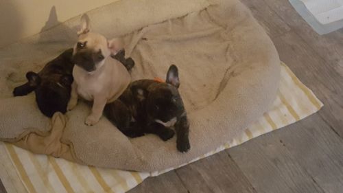 Frenchie pups