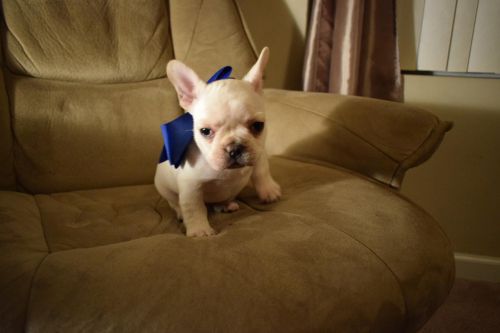 outstanding cute lovely french bulldog available