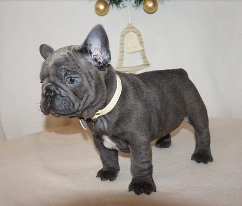 Beautiful French Bulldog Puppies