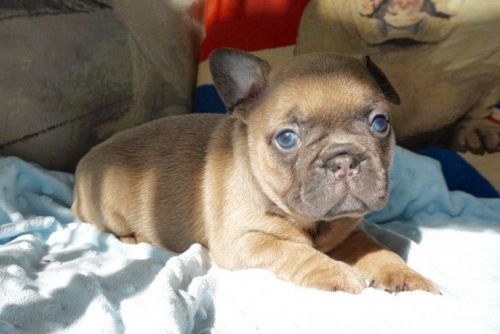 Kc Fawn French Bulldog puppies