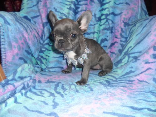 Blue French Bulldog Puppies