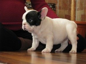 Awesome French Bulldog Puppies