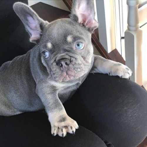Top Quality French Bulldog Puppies