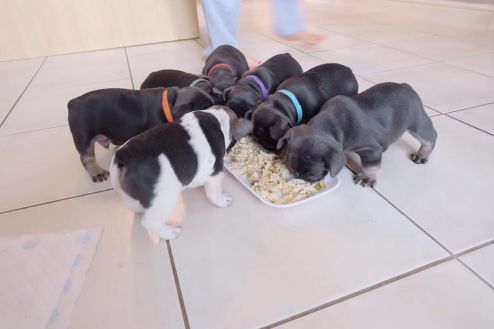 AKC French bulldogs for sale