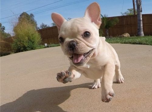 Active French Bulldog Pups For Sale