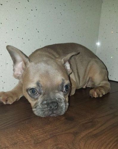 Gorgeous Blue Fawn Girl Atayddbbkyky