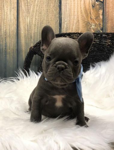 French Bulldog Puppies for sale in Los Angeles, CA, USA. price: $500