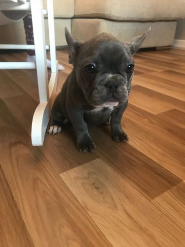 french puppies for sale