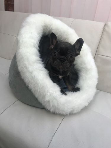 french puppies for sale