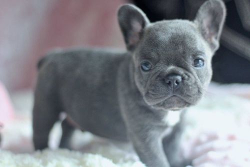 French Bulldog Puppies New Prices