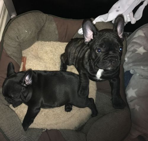 Stunning FrenchBulldog for sale