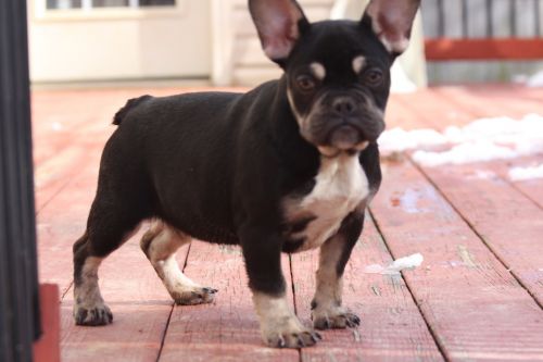 French Bulldogge Male.