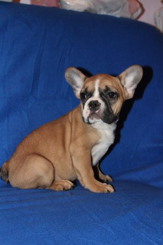 French bulldogs