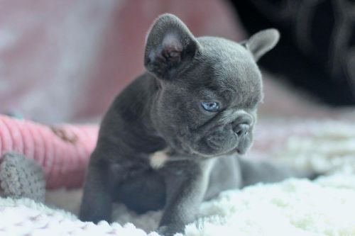 5 Kc Reg Beautiful French Bulldogs