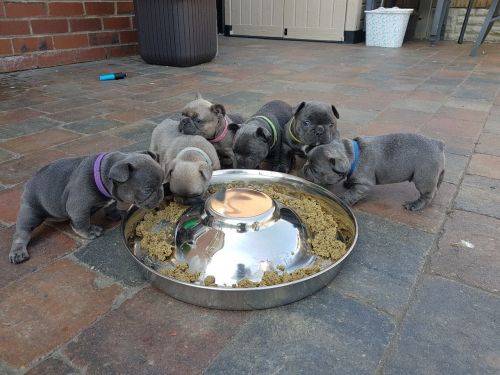 Here we have a beautiful litter of 6 French Bulldogs, 4 Girls and 2 bo