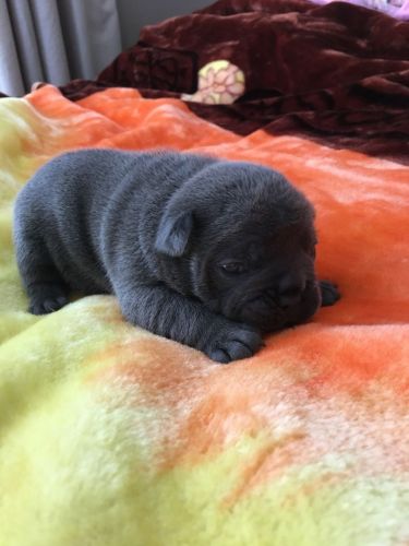 Adorable Solid Blue French Bulldog Puppies 4 Sale
