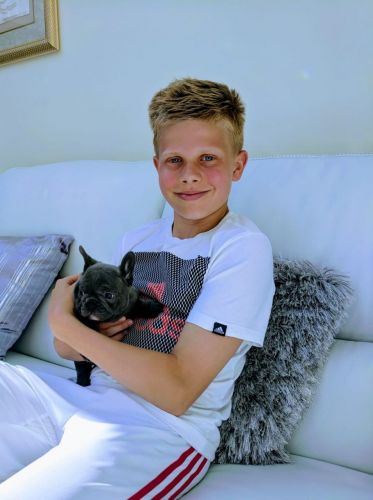 French Bulldog Puppies Ready Next Week