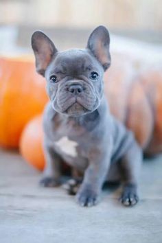 Brindle French Bulldog Puppy With Great Pedigree