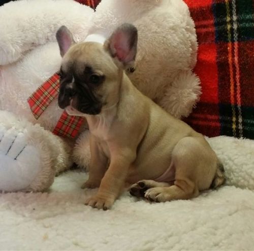French Bulldog Puppies Available