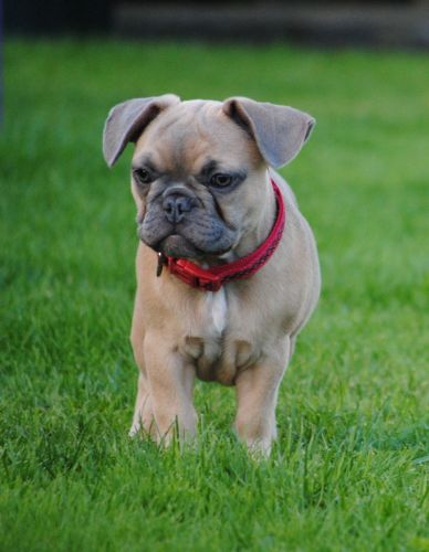 Bluefawns Carrying Tan&cream-at Ay Dd Ee & Poss Bb