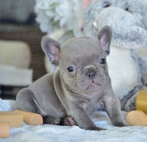 4 French Bulldog Puppies