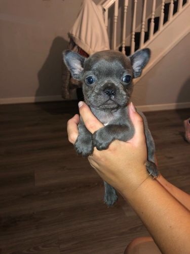 French Bulldog Puppies Ready