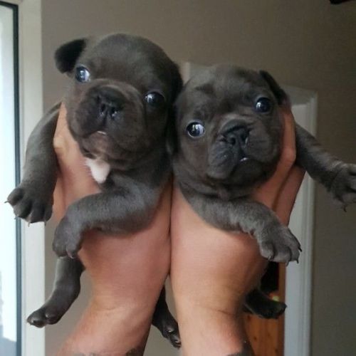 Beautiful French Bulldogs Puppies For Sale