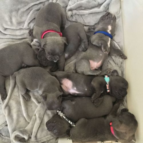 Reg Blue And Fawn French Bulldog Puppies