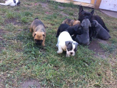 Beautiful Rainbow Litter Tripple/quads