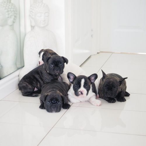Stunning French Bulldog Puppies For Sale