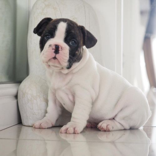 Beautiful French Bulldog Puppy For Sale