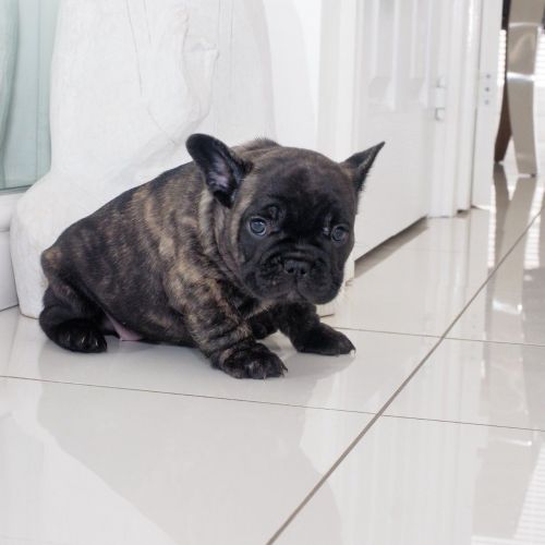 Beautiful French Bulldog For Sale