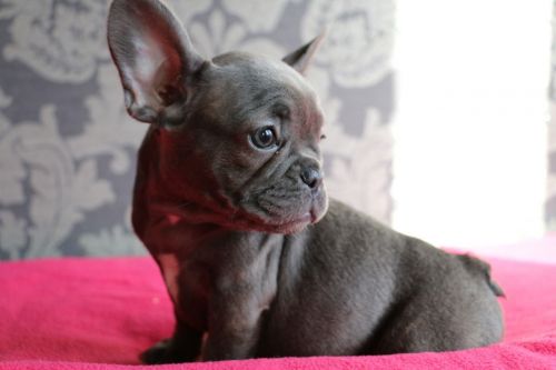 Beautiful French Bulldog puppies