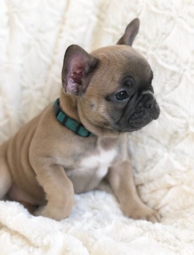 Choc/choc Carriers Ready Soon