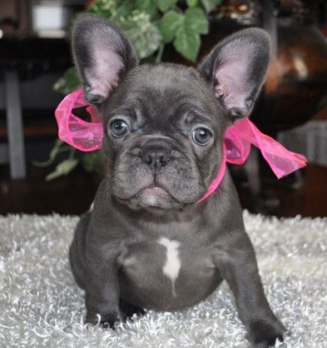 Black Female French Bulldog Puppy