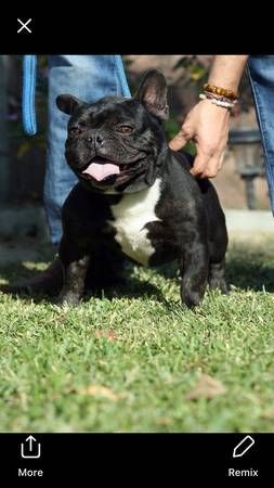 AKC Male French Bulldog for Sale