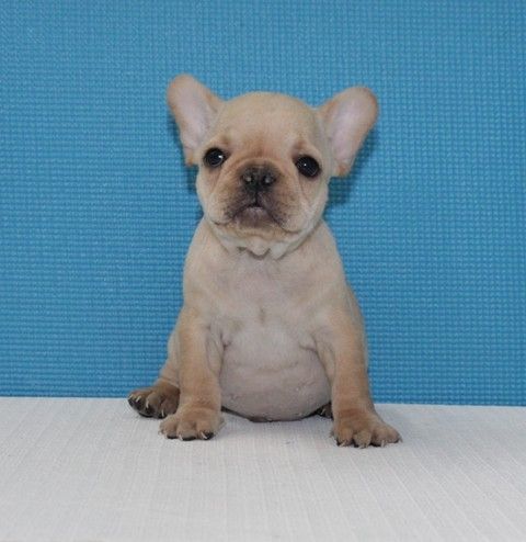 AKC- Cooper - male -French Bulldog
